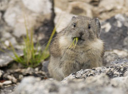 pika